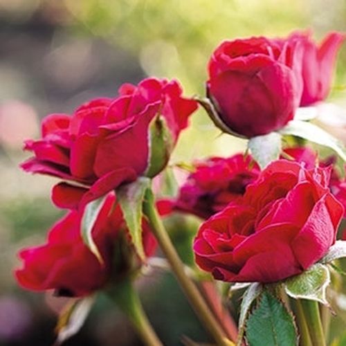 Gärtnerei - Rosa Mauve™ - rot - bodendecker rosen  - diskret duftend - PhenoGeno Roses - -